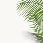 323 خلفيات احترافية