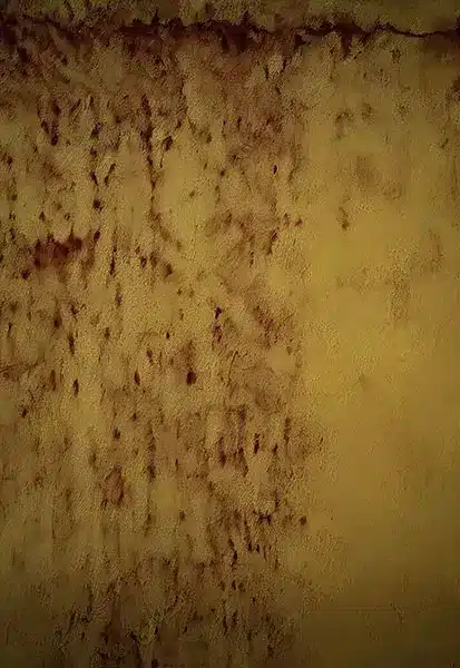 خلفية تصوير احترافية A-1517 من Allmaie Studio