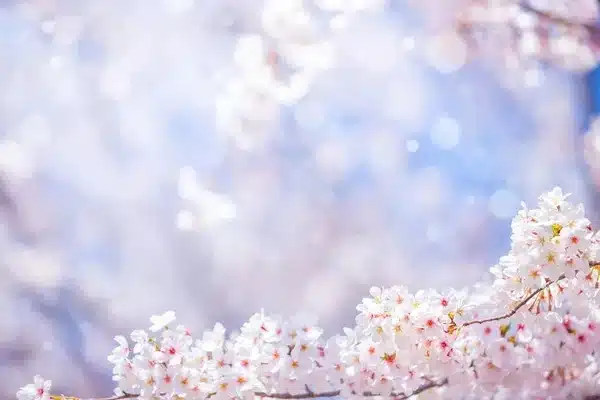 A- (4032) أزهار ناعمة ضبابية, خلفيات تصوير, خلفيات طبيعة, Soft Dreamy Blossoms