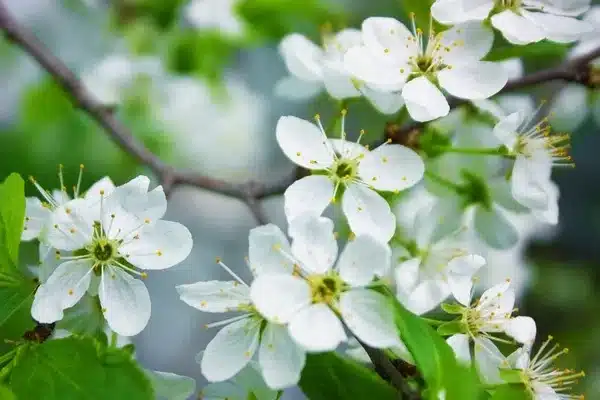 A- (4034) أزهار بيضاء ربيعية #4034 – White Spring Flowers - الصورة 1