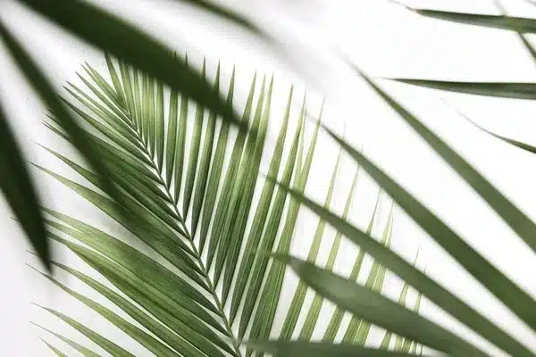 A- (4095) خلفية نخيل على بيج, خلفيات تصوير, خلفيات طبيعة, Palm on Beige